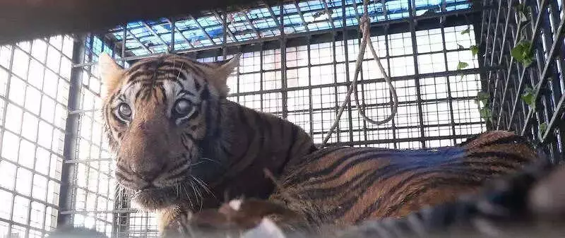 12-Year-Old Injured Tiger Captured in Kottayam After Two-Month Scare