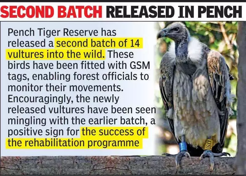 15 Endangered Vultures to Find New Home in Melghat Tiger Reserve