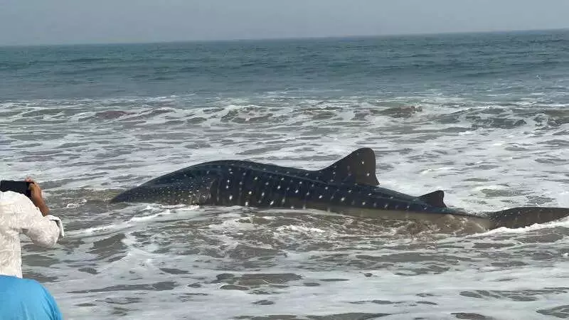 15-Foot Whale Dies After Entanglement in Fishing Nets at Vizag Beach