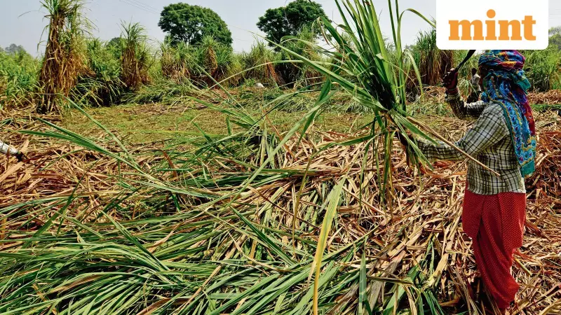 ₹15 Price Gap Sparks Sugarcane Exodus from Uttar Pradesh to Haryana