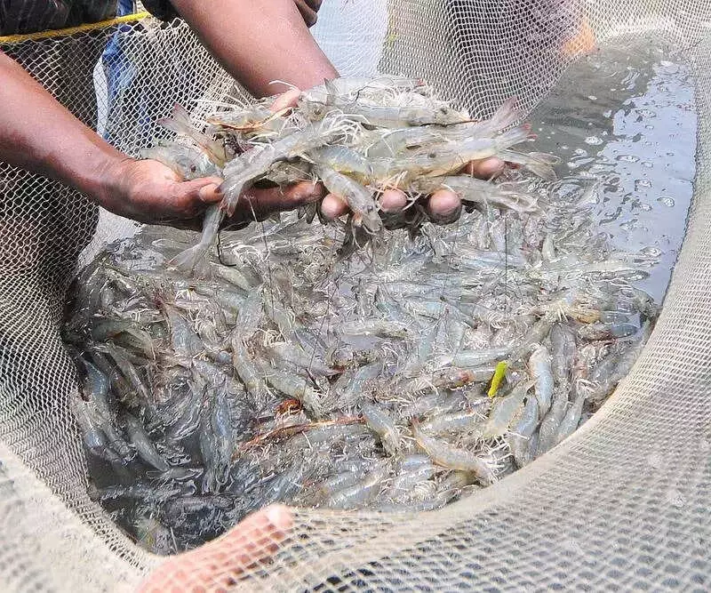 26 Women SHGs in Chamarajanagar Dive into Fish Farming for Livelihood