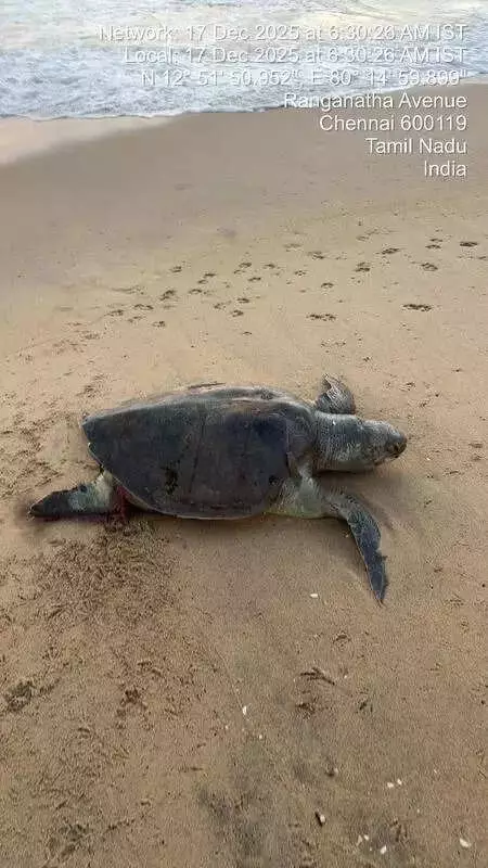 35+ Sea Turtle Deaths Alarm Chennai Coast During Nesting Season