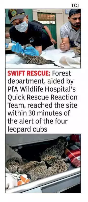 4 Leopard Cubs Rescued Near Bengaluru's Big Banyan Tree After Human Disturbance