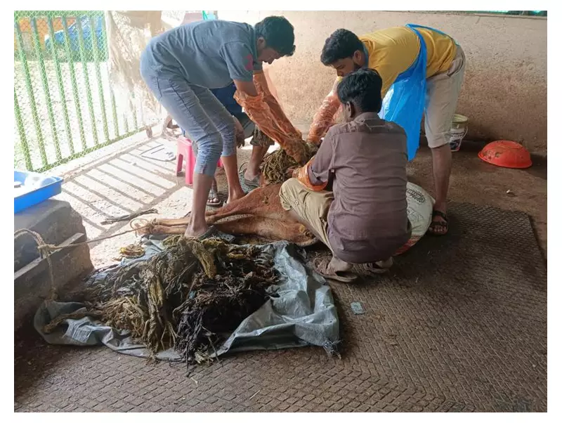 48kg Plastic Removed From Cow's Stomach in Goa, Premature Calf Dies
