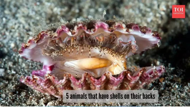 5 Animals That Carry Their Homes on Their Backs: Nature's Portable Shelters