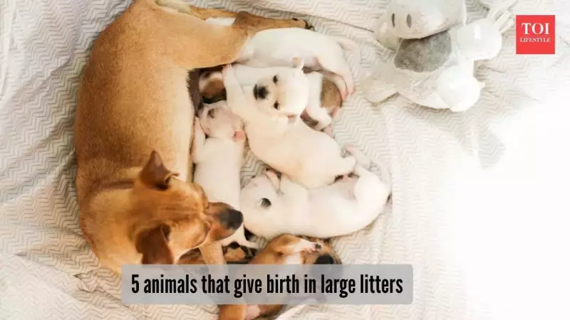 5 Animals That Give Birth in Huge Litters: From Rabbits to Naked Mole Rats