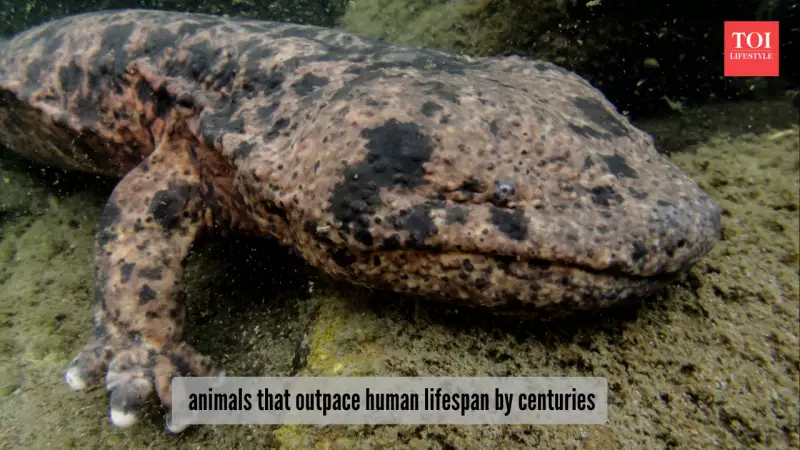 5 Animals That Live Centuries Longer Than Humans: Nature's Ancient Wonders