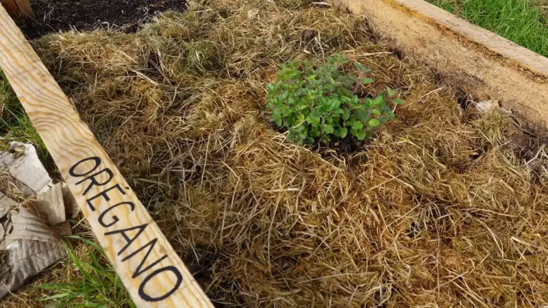 5 Big Benefits & Step-by-Step Guide to Growing Oregano at Home in India