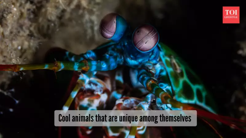 5 Cool Animals That Stand Out: From Mandrills to Frilled Lizards