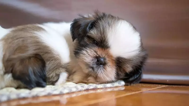 5 Dog Breeds That Sleep the Most: Meet India's Champion Nappers