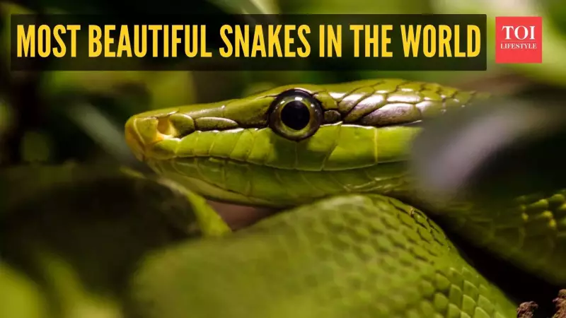 5 Most Beautiful Snakes in the World: Nature's Stunning Artwork