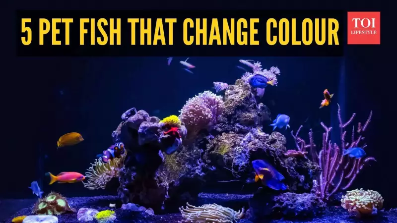 5 Pet Fish That Change Colour: Why It Happens & What It Means