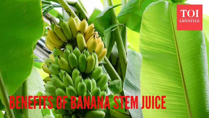 5 Proven Health Benefits of Banana Stem Juice: From Kidney Stones to Diabetes