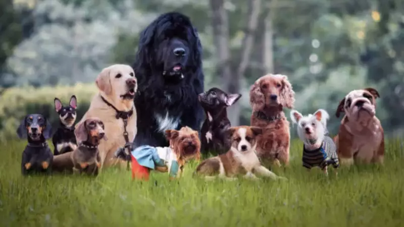 5 Safest Dog Breeds for Families with Kids That Rarely Bite