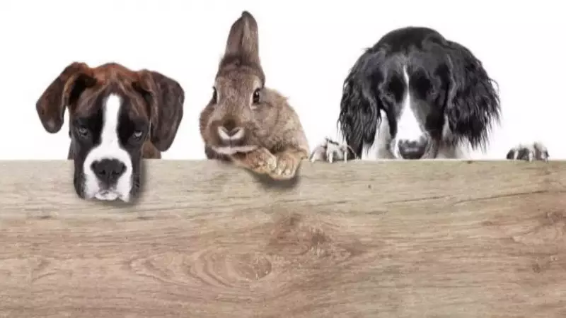 5 Secret Ways Animals Communicate Without Words