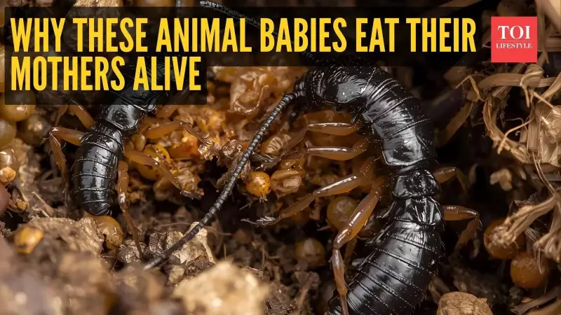 5 Shocking Animals That Are Eaten by Their Own Offspring