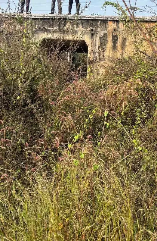 5-Year-Old Tigress Killed by Train in Chandrapur, 12th Wildlife Death This Year