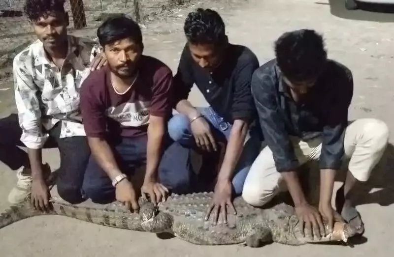 5.5-Foot Crocodile Surprises Vadodara Company Workers, Wildlife Team Rescues