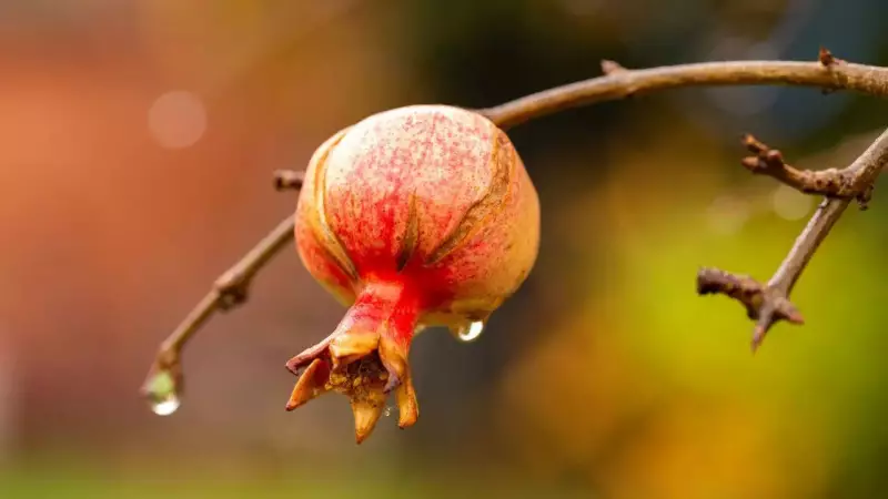 6 Desert Fruits That Thrive in Harsh Conditions: Nature's Survival Food