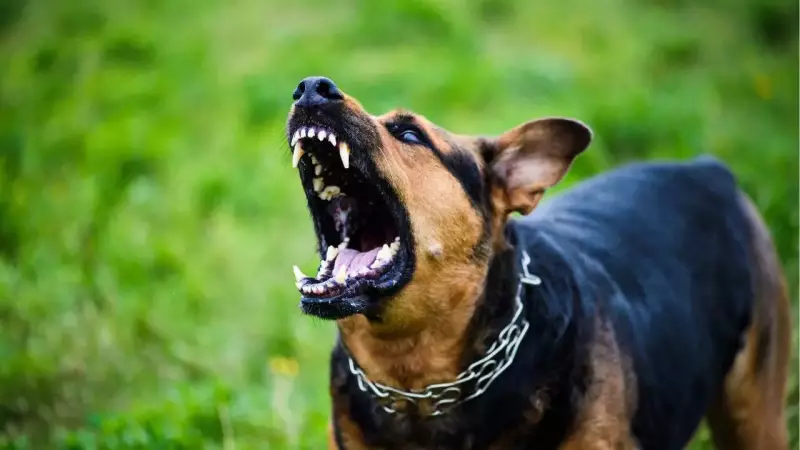 6-Year-Old Dies of Rabies in Thane Despite Completing Full Post-Bite Treatment