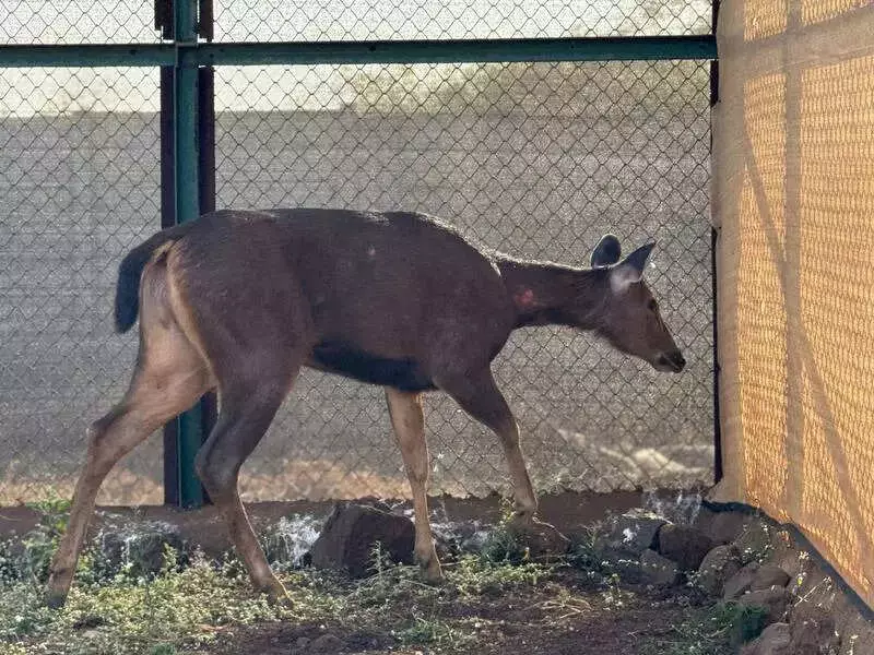 6-Year-Old Sambar Rescued in Nashik After Straying into Ashwin Nagar