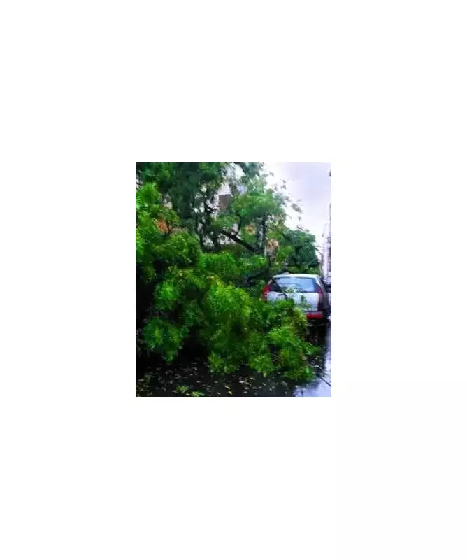 65-Year-Old Man Killed in Jamui as Truck Hits Tree During Shraddh Ritual