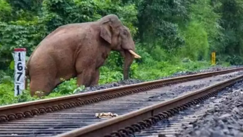 7 Elephants Killed in Assam as Rajdhani Express Collides with Herd, Derails Coaches