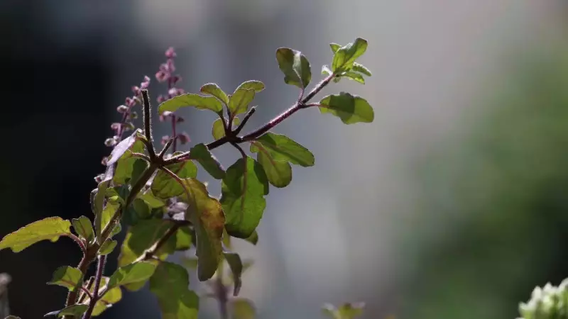 7 Essential Winter Care Tips to Protect Your Sacred Tulsi Plant