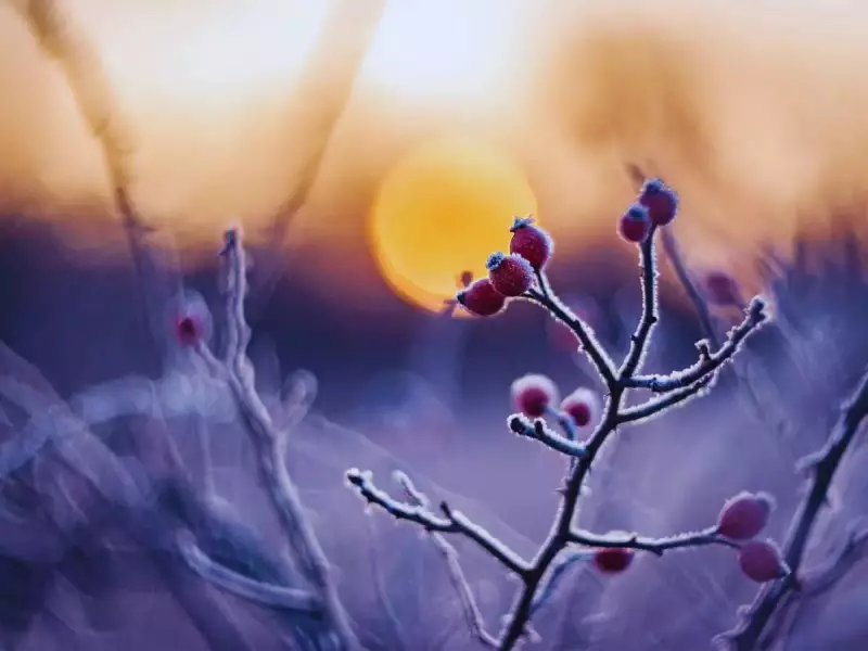 7 Hardy Winter Plants That Thrive in Snow & Extreme Cold