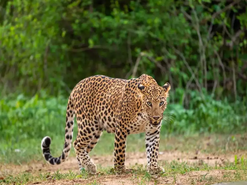 7 Incredible Animals of the Aravalli Range & Where to Spot Them