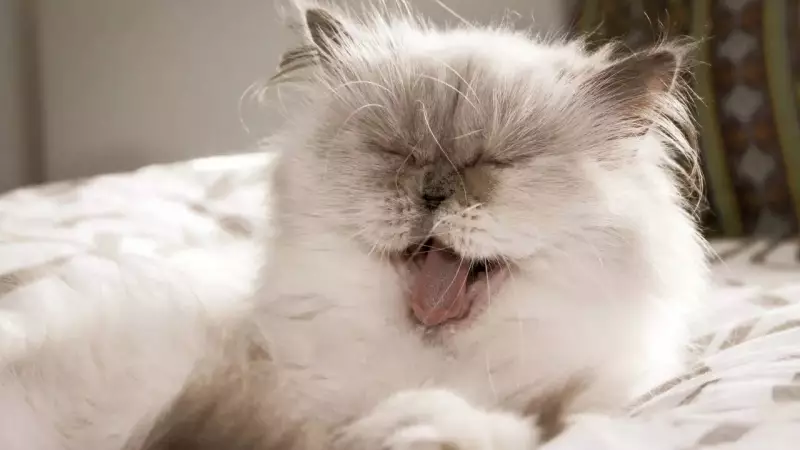 7 Most Adorable Cat Breeds That Instantly Win Hearts in India