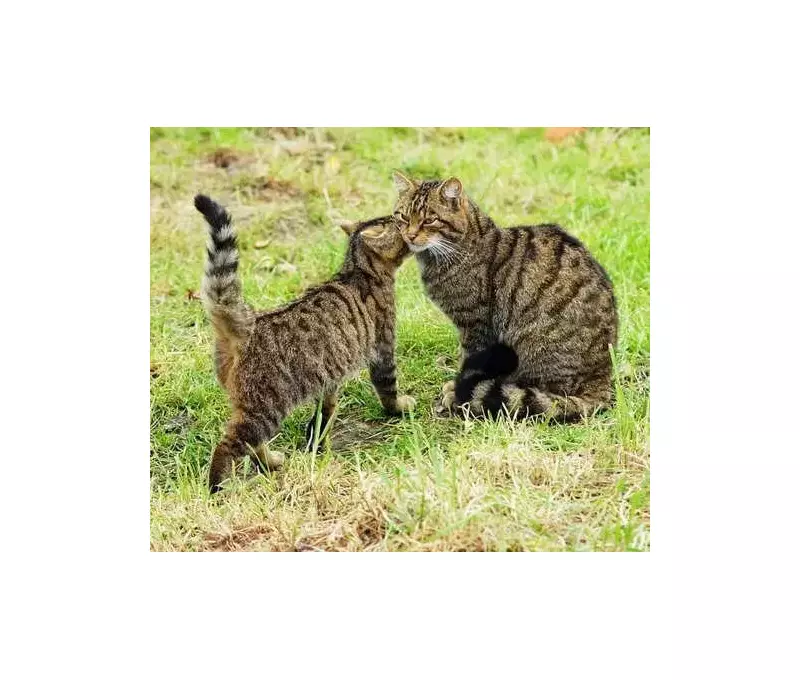 7 Unique Animals Found Only in the UK: From Scottish Wildcats to Lundy Beetles