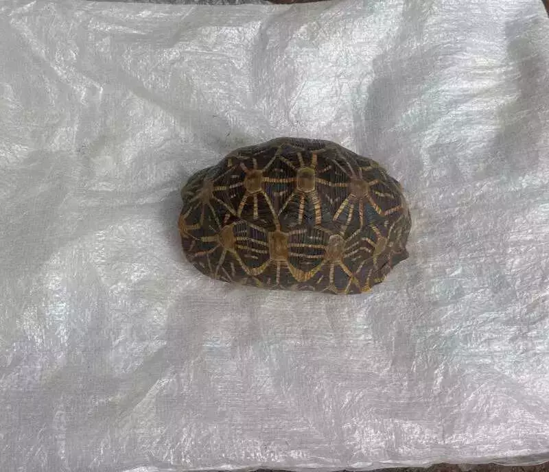 8 Arrested in Coimbatore for Illegal Star Tortoise Trade Near Sirumugai