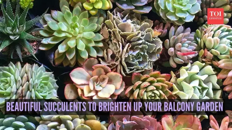 8 Beautiful Succulents to Transform Your Balcony Garden in 2026