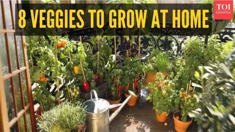 8 Easy Vegetables to Grow in Indian Apartments: Beat Rising Food Costs