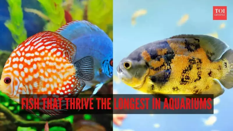 8 Longest-Living Aquarium Fish: Lifespans from 10 to 30+ Years