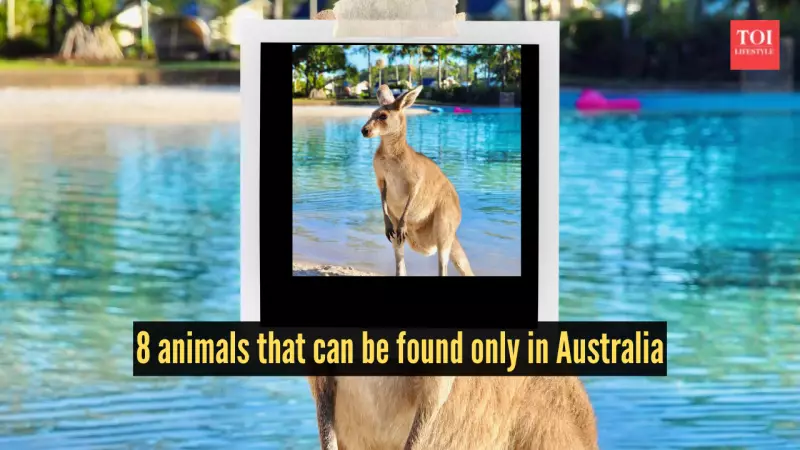 8 Unique Animals Found Only in Australia: Kangaroo to Bilby