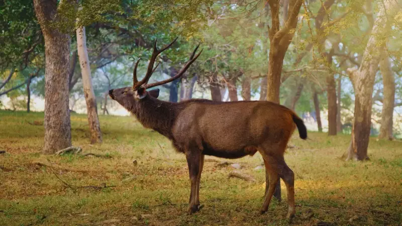 8 Unique Deer Species of India: From Spotted Chital to Dancing Sangai