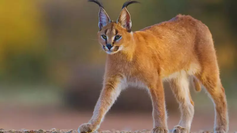 9 Most Elusive Animals in India & Why They're So Hard to Spot