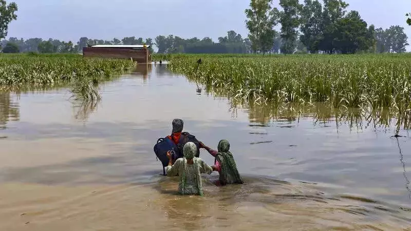 Activists Help Punjab's Flood-Hit Farmers Sow Wheat on 800 Acres in Fazilka