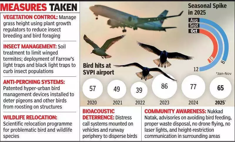 Ahmedabad Airport's Bird-Strike Challenge: Post-Monsoon Peak, Multi-Layered Strategy Shows Results