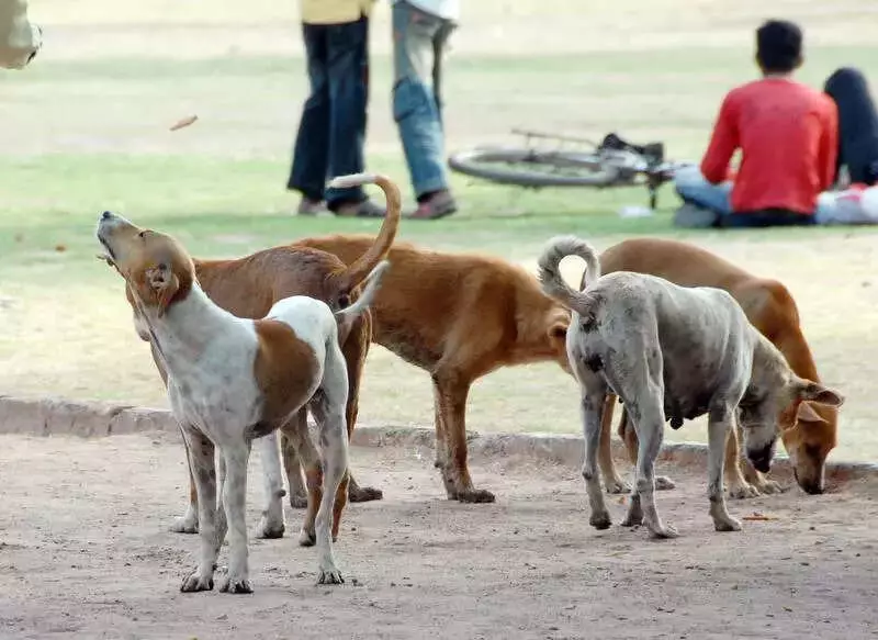 Ahmedabad AMC Appoints 25 Nodal Officers to Keep Civic Buildings Stray-Dog Free