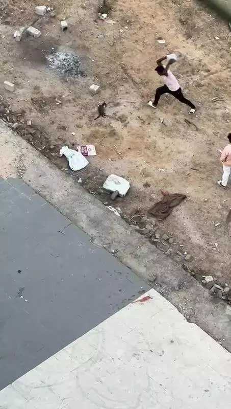 Ahmedabad Man Arrested for Brutal Cat Killing After Attack on Pregnant Wife