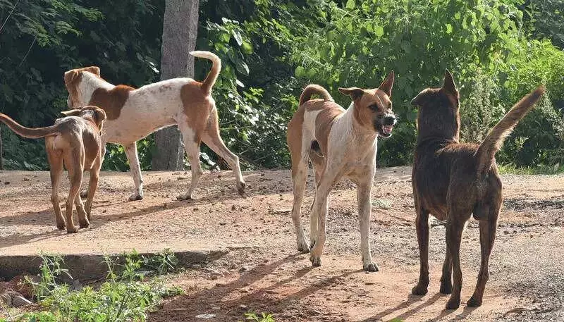 Ahmedabad Starts Supreme Court Stray Dog Plan, Nodal Officers Appointed