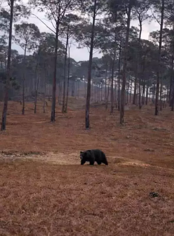 AI-Generated Bear Rumours Spark Panic in Bageshwar Villages, Disrupt Life