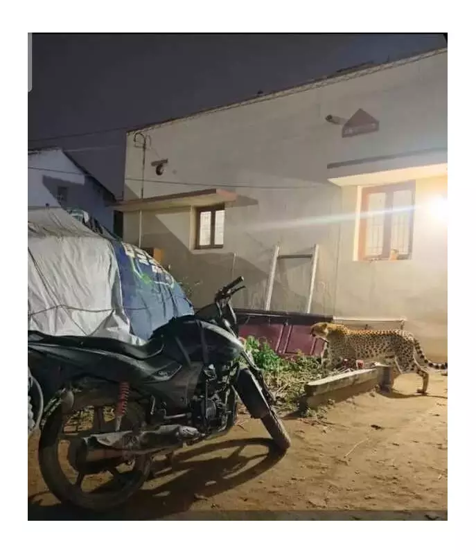 AI-Generated Leopard Image Sparks Panic in Coimbatore, Forest Dept Warns