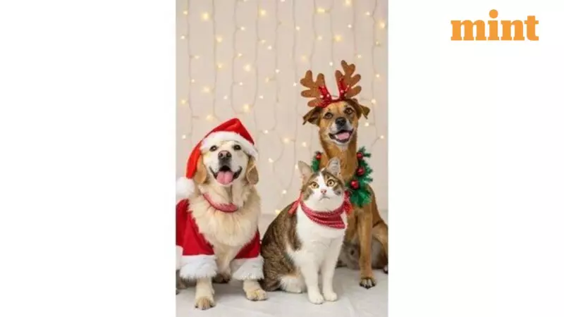 Amazon's Year-End Pet Care Essentials: Up to 50% Off Until Dec 31, 2025