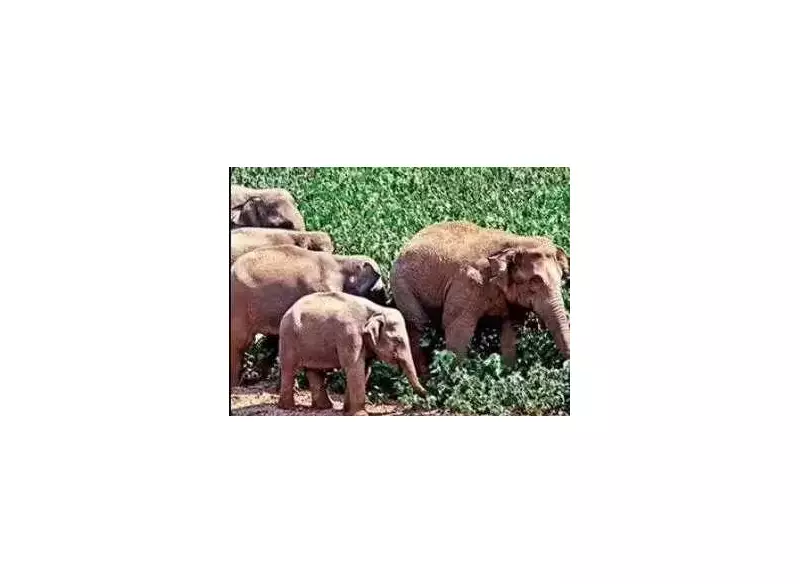 Andhra's 15-Year Elephant Menace: New Strategy with Kumki Elephants & Translocation