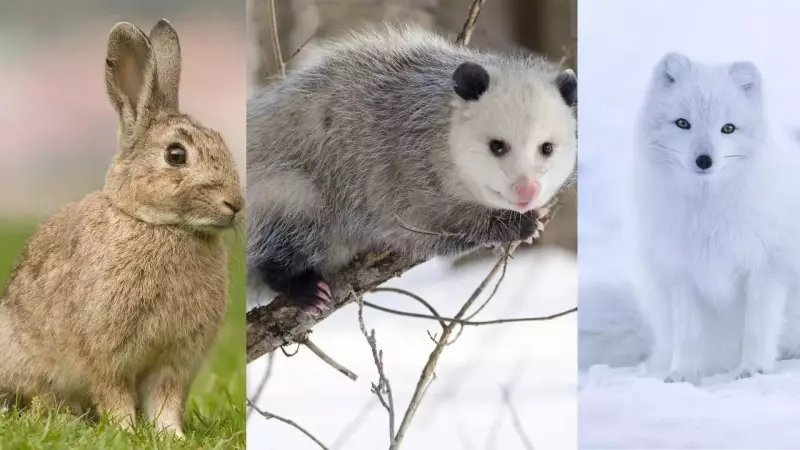 Animal Moms' Epic Struggle: Raising 20+ Babies in the Wild