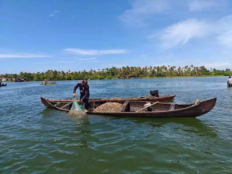 Ashtamudi Lake Clam Population Shows Early Recovery Signs After CMFRI Stock Enhancement